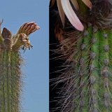 Trichocereus tacaquirensis JLcoll.4361.jpg